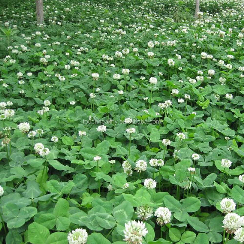 2021 Trifolium repens seeds/white clover seeds/forage grass seeds
