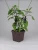 Import 340 Dark Brown Decorative Plants Square Flower Pot from Japan