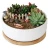 Import 6.2 Inch Modern White Ceramic Succulent Cactus Plant Pot with Drainage Bamboo Tray,Decorative  Garden Flower Holder Pot Ceramic from China