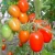 Import Agricultural Multi-span Tomato Greenhouse from China