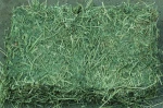 Alfalfa Hay for animal feeding