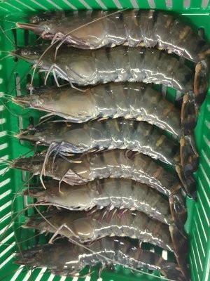 Best Quality Black Tiger Shrimp Frozen from Malaysia