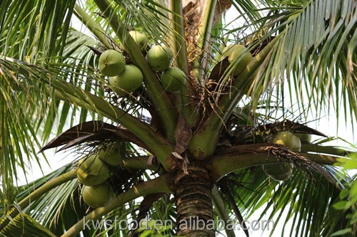 cheap fresh young coconuts