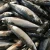 Import cheap japanese canned mackerel fish from china from China
