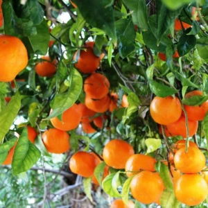 Citrus Fruits/Mandarin Orange/Fresh Orange/List of Yellow Fruits