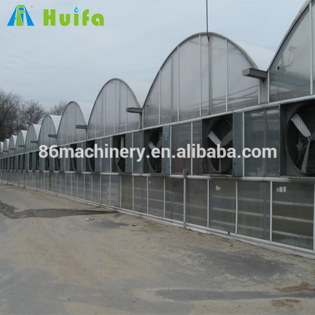 Commercial agriculture poly tunnel greenhouses for tomato