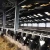 Import construction large modern light steel cowshed with install service from China