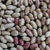 Dried Light Speckled White Kidney Beans From Poland For Sale