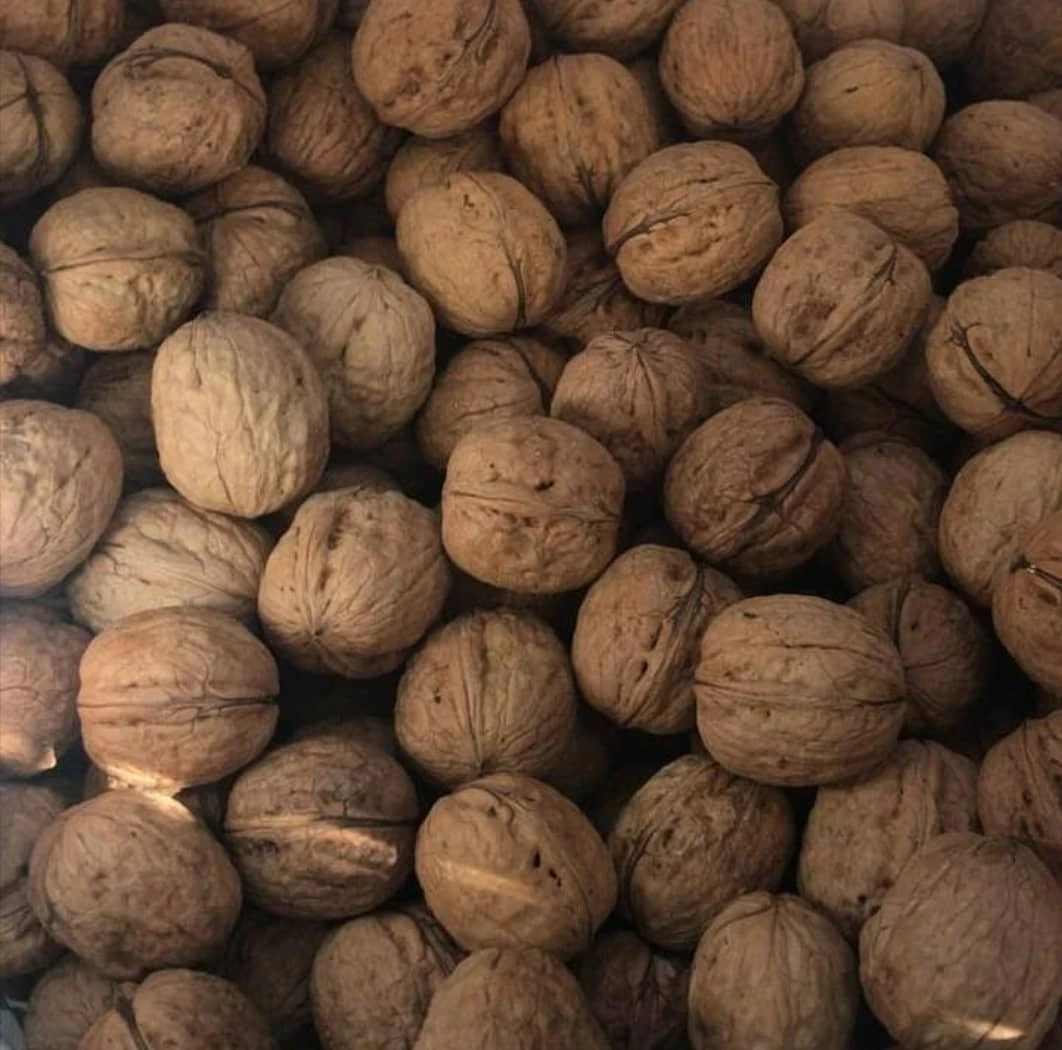 dried natural walnut in shell and kernel with cheap price +32