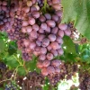 EGYPTIAN FRESH GRAPES ready to export for Greek Air port