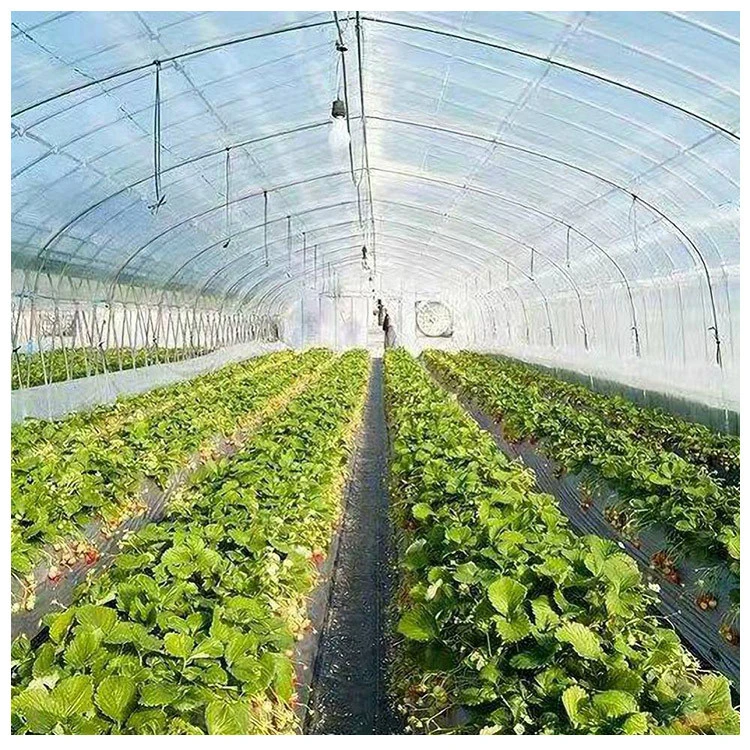 Factory Price Multi Span Agriculture Film Greenhouse Commercial Plastic Film Greenhouse