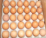 FARM FRESH TABLE CHICKEN EGGS FROM TURKEY HALAL GRADE A FOR SALE