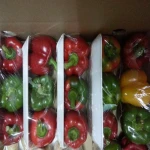 Fresh Capsicum/ Sweet pepper/ Color Sweet pepper