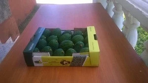 Fresh Fruit>>Fresh Avocados, fresh avocados very good quality
