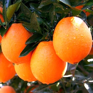 Fresh Gannan navel orange fruit