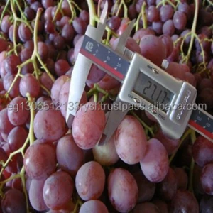 fresh grade a grapes for sale SWEET TASTE TOP GRADE