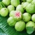 Import Fresh Guava from South Africa