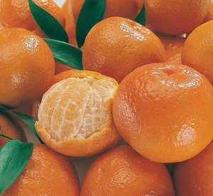 Fresh Navel oranges,Fresh Lemons,Fresh Mandarins Orange