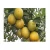 Import Fresh valencia orange / orange fruit from Vietnam - Wholesale for fresh orange / navel orange from Vietnam