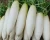 Import Fresh Vegetable Chinese Radish / Ternip / Daikon with Lowest Price from China