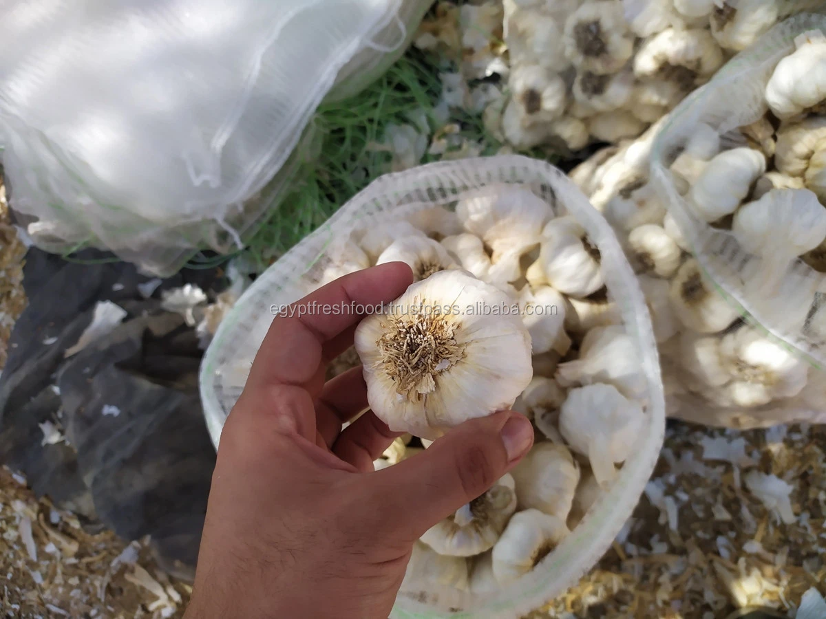 Fresh White Garlic , Purple Garlic for sale ready to export from Egypt season 2020