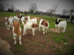 Full Blood Boer Goats Live for sale