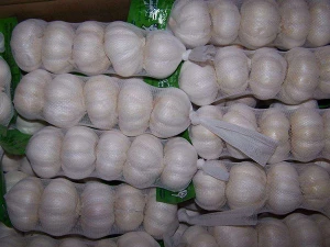 Garlic  New Oem Crop Style Weight Origin Type Product Fresh Place Haccp  Cultivation