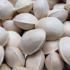 Ginkgo Nuts Good Quality forte Nuts Peeled raw dried Quality Raw Ginkgo Nuts / Kernels with shell and Without shell