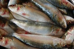Grade A Frozen Sardine Fish