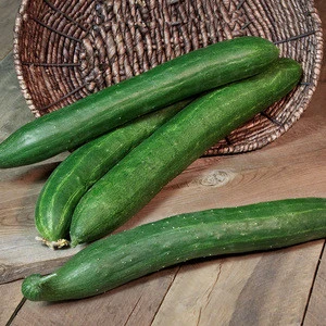 Grade A/ Wholesale Green Fresh Cucumber