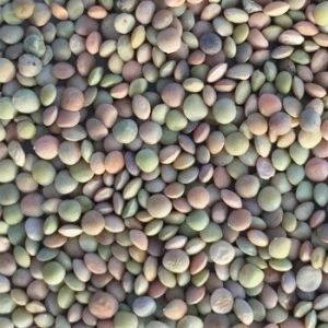 Green and Red Lentils Premium Quality