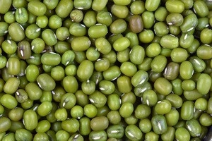 Green Mung Beans / Green Gram / Vigna radiata (Red Ruby)