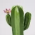Import green plant ornamental cactus ceramics with flower from China