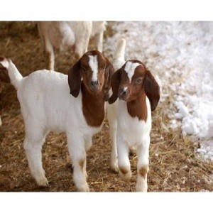 Halal Certification Boer Goats, Nubian Angora Goats, Sheep and Cows and Nubian goats