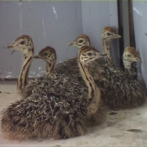 Healthy Ostrich Chicks and Fertile Eggs.