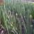 Import High efficiency Fresh scallion harvester/Shallot harvest machine with tractor from China