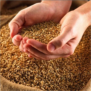 High quality cheap barley for Animal and Human Consumption
