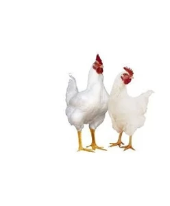 High Quality Chicken feeds / Starter / Grower / Finisher and Layer feeds