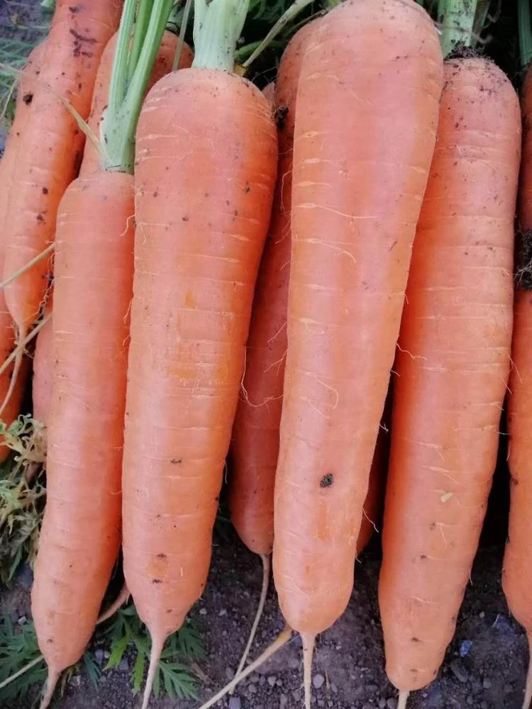 High quality fresh carrot vegetables hot sale