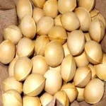 High Quality Ginkgo Nuts