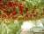 Import High quality hot sale Hybrid F1 tree tomato seeds George F1 from China