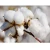 Import High Quality Pure Cotton from USA