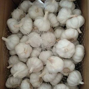 Holland Fresh home Fresh Normal Organic Pure White Garlic