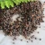 Import hong ye shi nan Natural Photinia Serrulata Seeds for planting from China