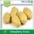 Import [HOT ] Linyi Changhong Fresh Potatoes/ Potato from China