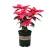 Import Hot sale Christmas ornament flower Poinsettia bonsai with best price from China