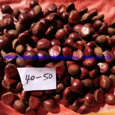 Hot Wholesale New Crop Fresh Roasted Chestnut for Sale From Chinese Chestnut