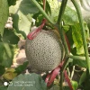 Hybrid F1 musk melon seeds for sale-Honey Nest