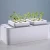 Import Planting hydroponic plants from China