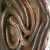 Import Live Eel Fish / Fresh Eel Fish from South Africa